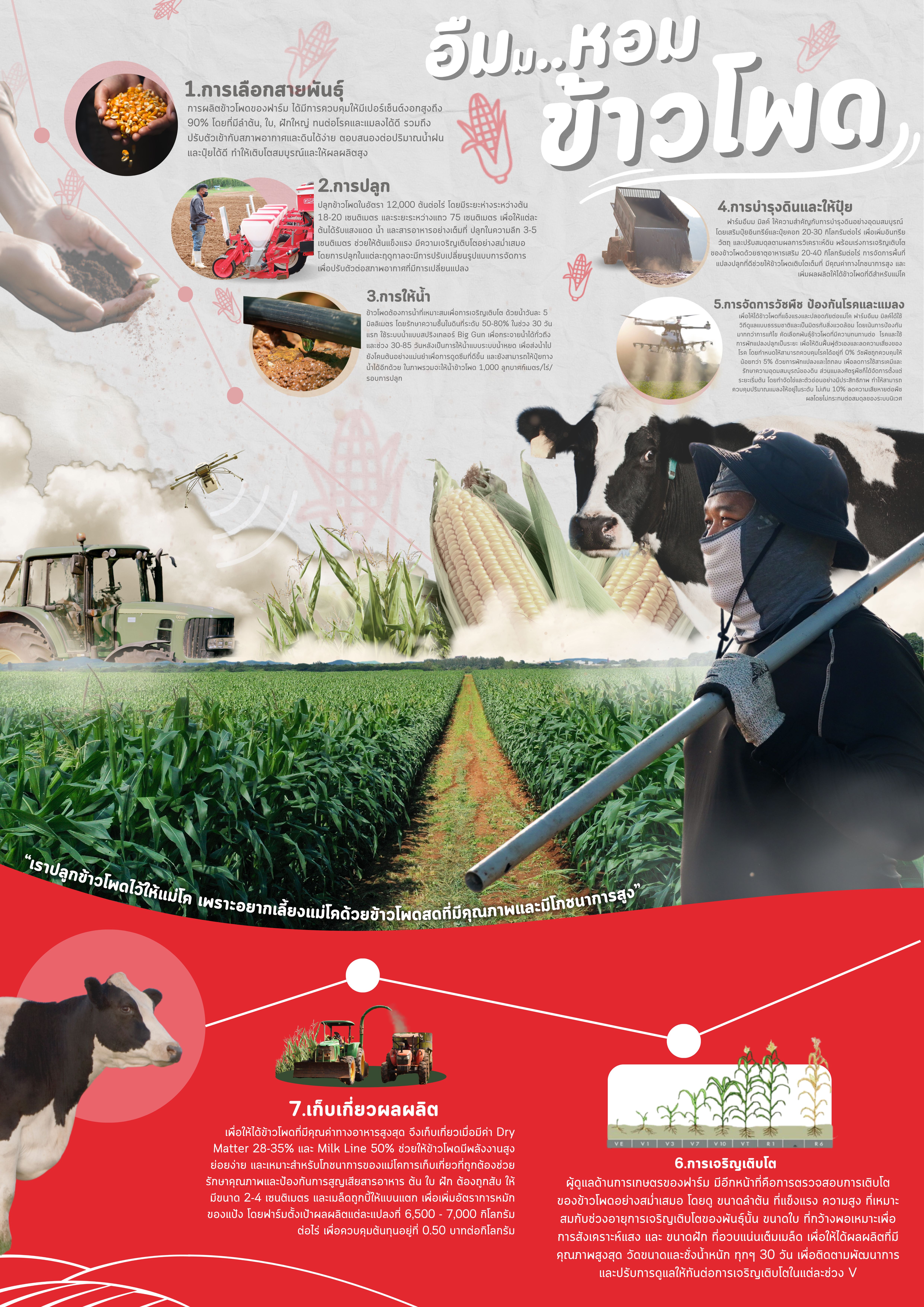 umm milk farm